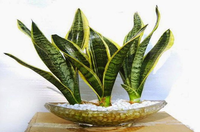 Những loại cây phong thủy giúp hóa giải sát khí từ góc nhọn trong nhà- Ảnh 2.
