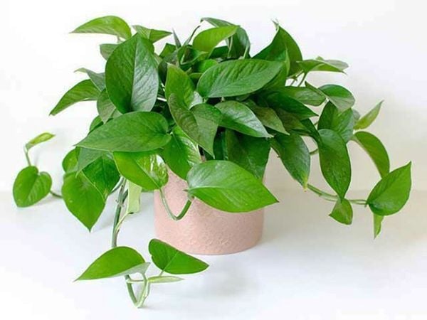 Những loại cây phong thủy giúp hóa giải sát khí từ góc nhọn trong nhà- Ảnh 3.