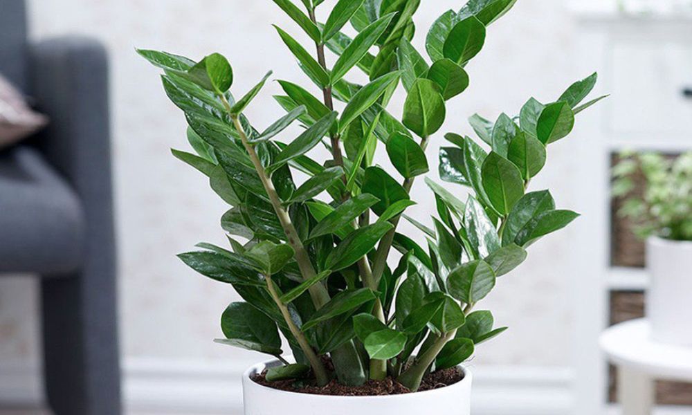 Những loại cây phong thủy giúp hóa giải sát khí từ góc nhọn trong nhà- Ảnh 4.