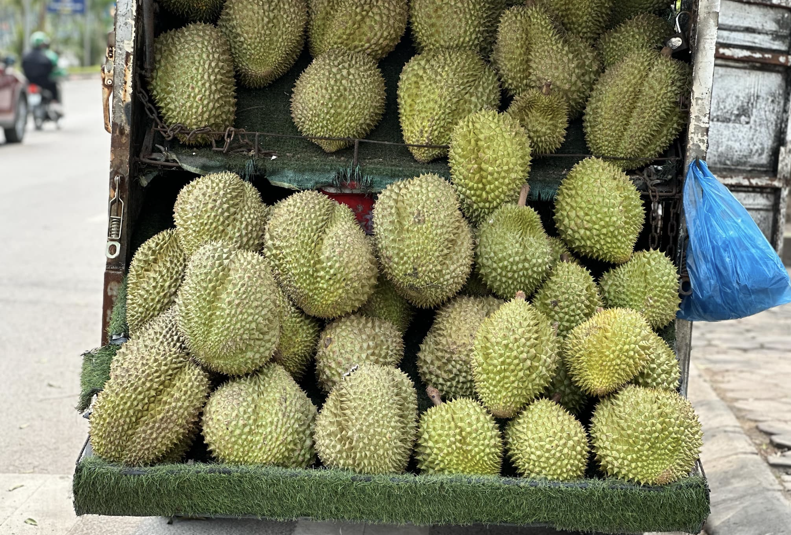 sau rieng