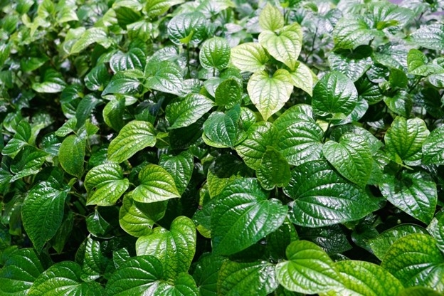 Loại lá rất tốt giúp giảm đau nhức xương khớp, rẻ bèo, bán đầy chợ Việt- Ảnh 1.