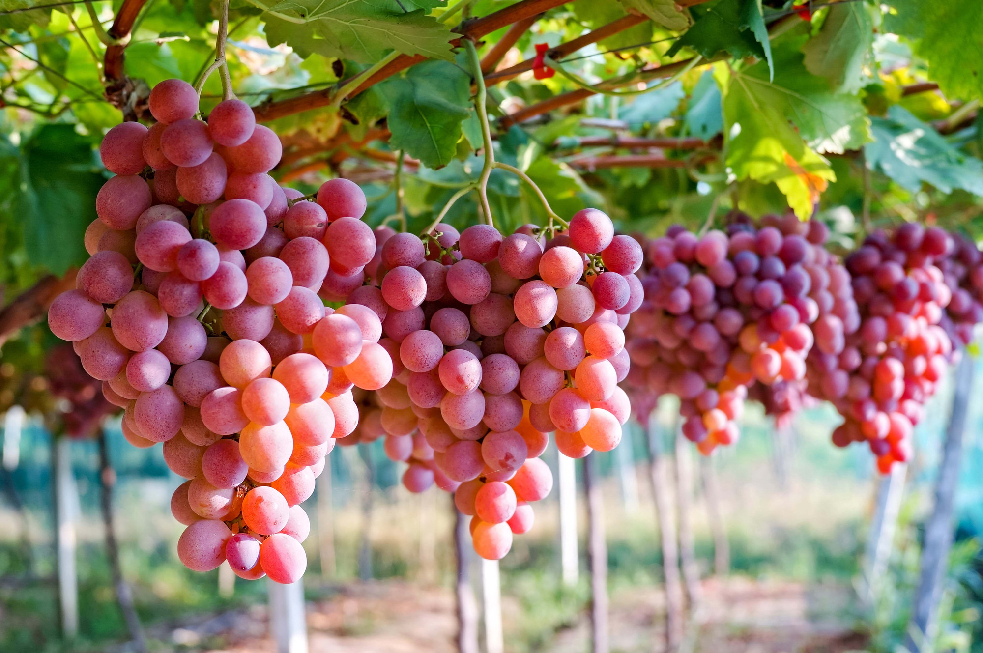 Muốn da đẹp luôn ẩm mịn, trắng sáng vào mùa hè? Ăn ngay 5 loại trái cây 