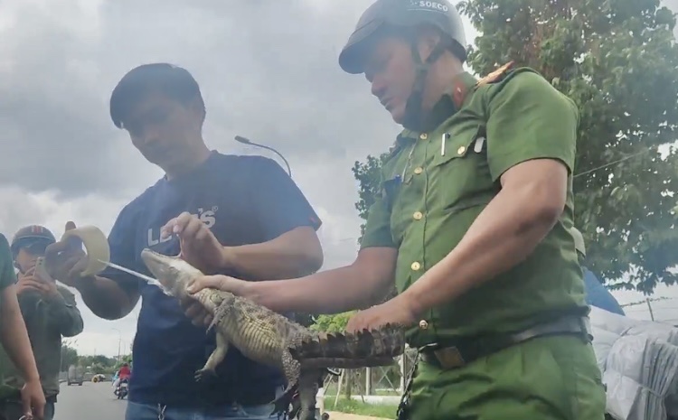 Bắt được con cá sấu dưới kênh Nước Đen sau nhiều ngày truy lùng -0