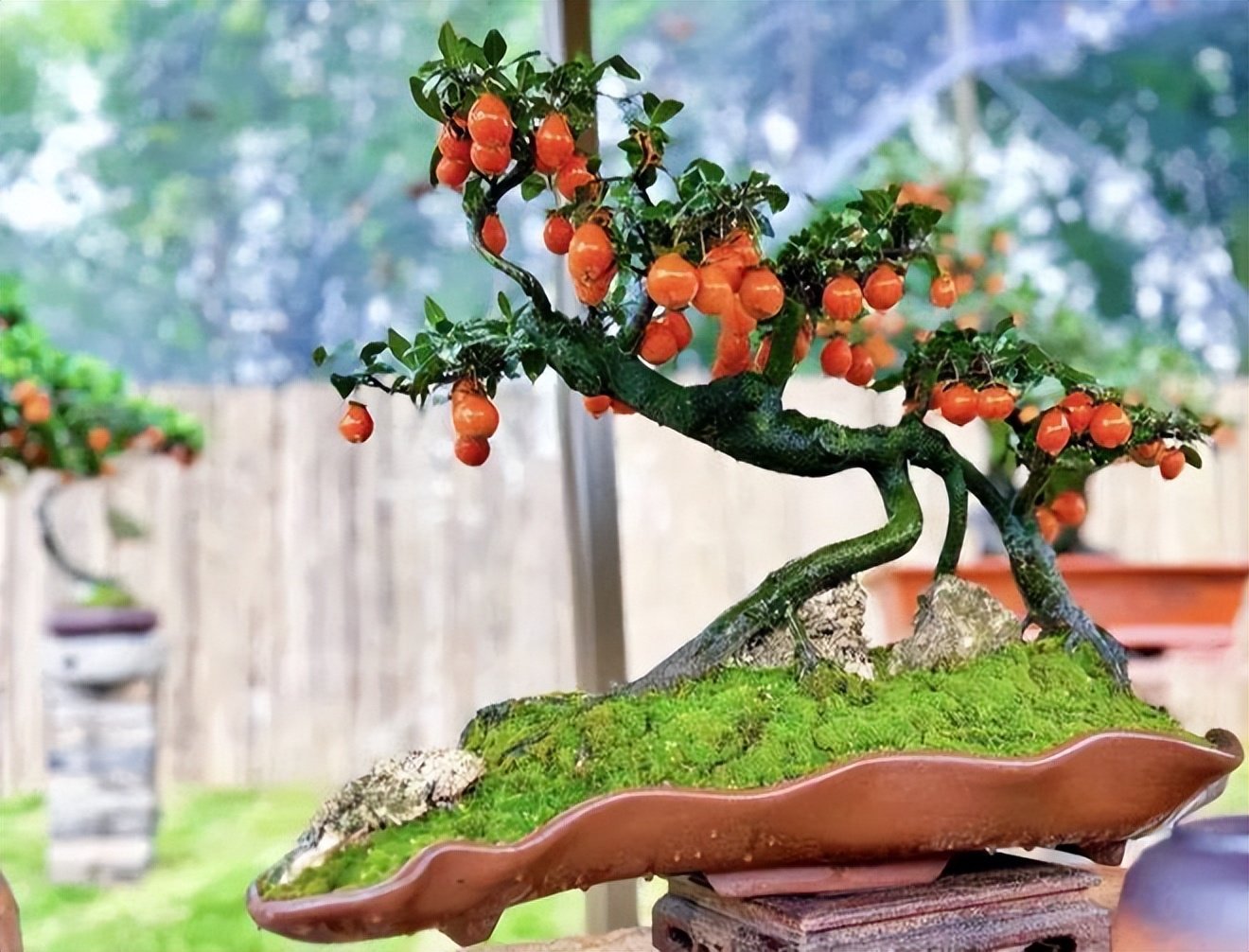 5 loại cây bonsai sinh lời cao: Vừa làm cảnh vừa ăn được, càng trồng càng thu hút tài lộc - Ảnh 3.
