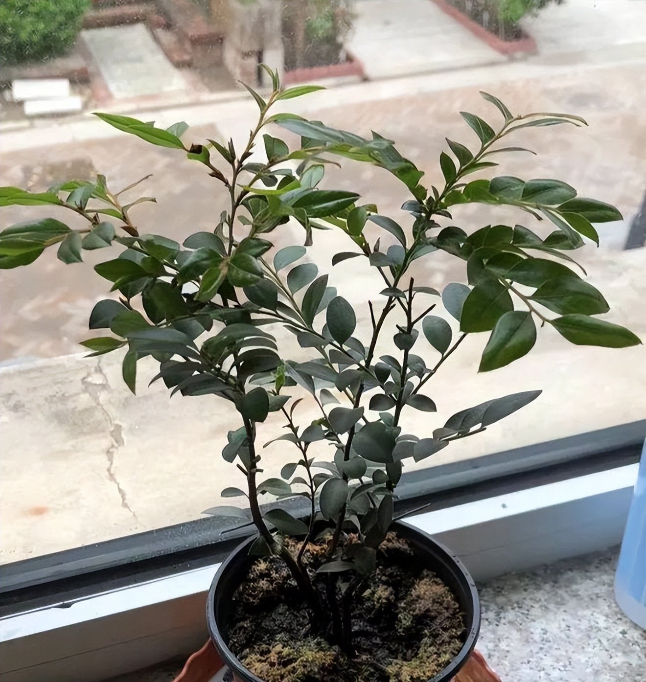 5 loại cây bonsai sinh lời cao: Vừa làm cảnh vừa ăn được, càng trồng càng thu hút tài lộc - Ảnh 4.