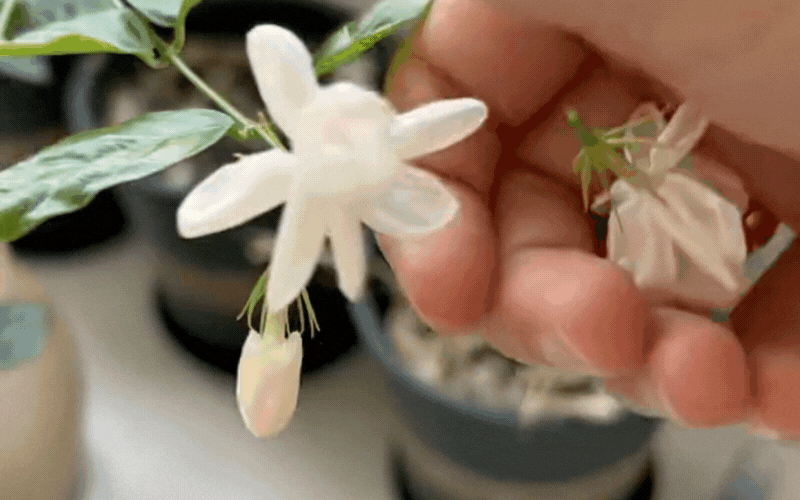 Tại sao bạn mãi không gặp may? Có thể do phong thủy ngôi nhà đang 