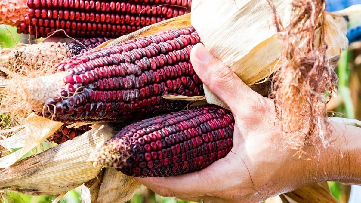 5 thực phẩm màu tím là “vua chống oxy hóa”, giảm cân, phòng ung thư nhưng nhiều người không biết- Ảnh 1.