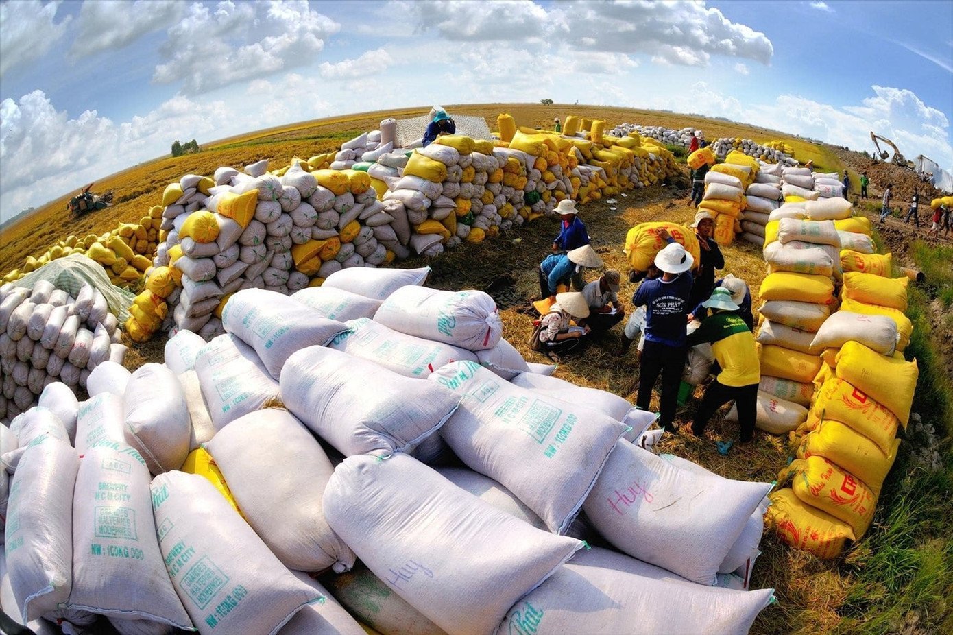 Việc Philippines bất ngờ tuyên bố tạm dừng nhập khẩu có thể tạo áp lực lớn lên ngành gạo Việt Nam. Ảnh minh họa: IT.