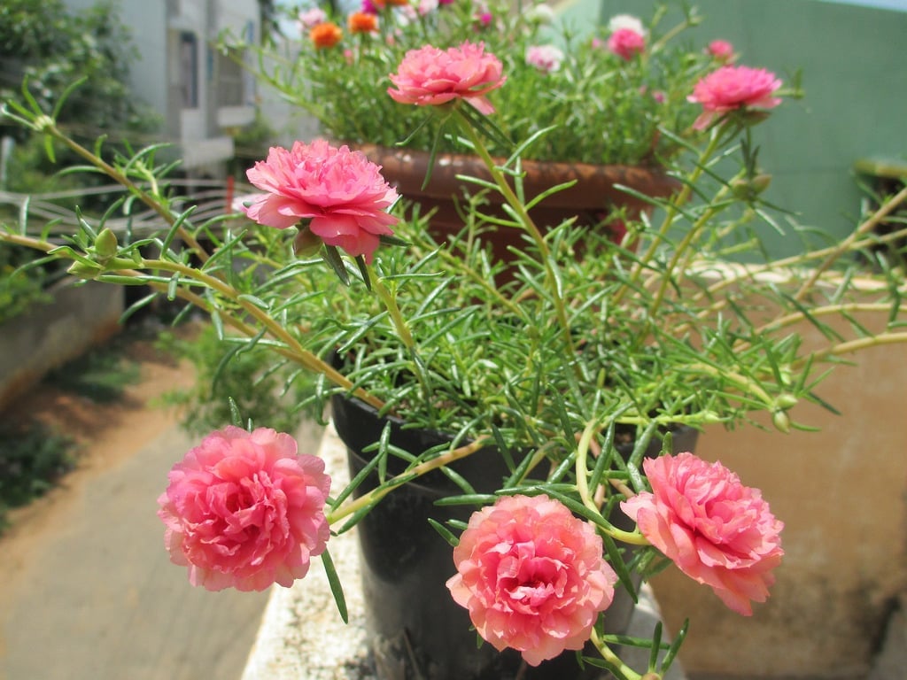 7 loại hoa phong thủy nên trồng trước cửa nhà – càng nở rộ càng hút tài lộc - Ảnh 1.