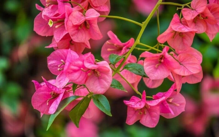 7 loại hoa phong thủy nên trồng trước cửa nhà – càng nở rộ càng hút tài lộc - Ảnh 2.