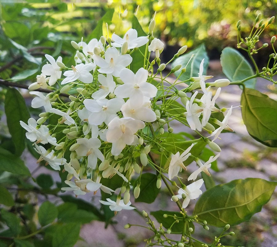 7 loại hoa phong thủy nên trồng trước cửa nhà – càng nở rộ càng hút tài lộc - Ảnh 6.