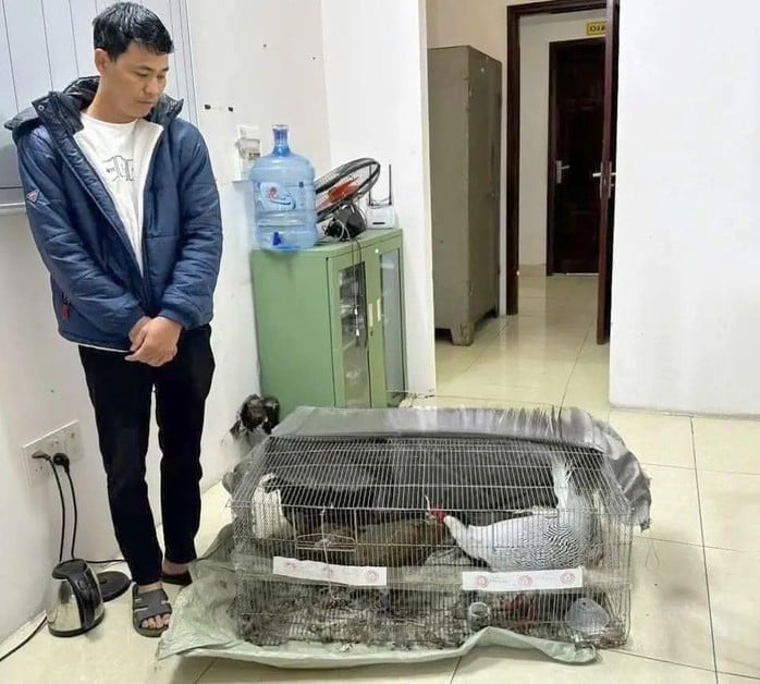 Vụ 6 năm tù vì nuôi, bán gà lôi trắng: Quy định mới từ 1-7-2025- Ảnh 1.