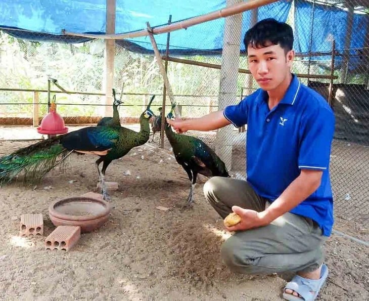 14-1755171581-anh-nong-dan-gia-lai-nuoi-loai-chim-quy-duoc-tang-huan-chuong-lao-dong-noi-gi-ve-cac-quy-dinh.jpg