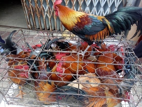 Ngay buổi chiều cùng ngày, cơ quan điều tra đã nhanh chóng xác định được danh tính nạn nhân là bà N.T.L (SN 1972, trú tại thôn Cã Ngoài, xã Minh Sơn, huyện Hữu Lũng). Nạn nhân vốn làm nghề buôn gà. Qua quá trình khám nghiệm tử thi, công an phát hiện trên cơ thể bà L. có nhiều thương tích do bị tác động ngoại lực. Chiếc xe máy nạn nhân thường dùng chở gà cũng không cánh mà bay. (Ảnh minh họa, nguồn internet)