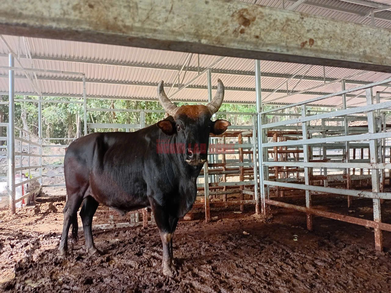 Vườn Quốc gia Núi Chúa - Phước Bình nói gì về hình ảnh lan truyền đàn bò tót lai “ốm trơ xương”?- Ảnh 1.