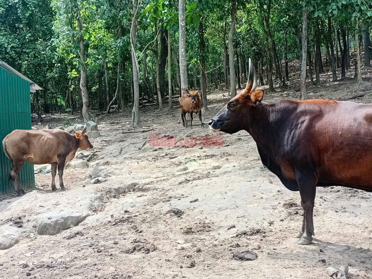 Vườn Quốc gia Núi Chúa - Phước Bình nói gì về hình ảnh lan truyền đàn bò tót lai “ốm trơ xương”?- Ảnh 3.