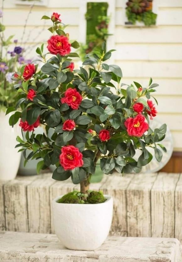 5 loại cây cảnh vừa dễ chăm vừa tượng trưng cho sự sung túc, giới nhà giàu mê mẩn - Ảnh 1.