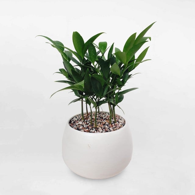 5 loại cây cảnh vừa dễ chăm vừa tượng trưng cho sự sung túc, giới nhà giàu mê mẩn - Ảnh 2.
