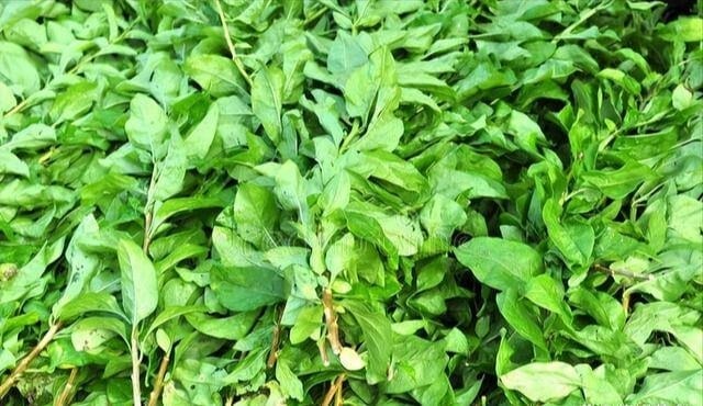16-1755357227-dung-chi-an-qua-la-loai-cay-nay-quy-nhu-nhan-sam-cua-nha-ngheo-nhieu-nguoi-khong-biet-ma-an.jpg