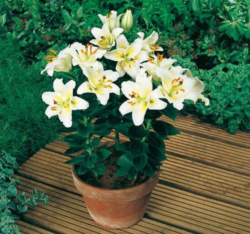 5 loại cây cảnh vừa đẹp vừa sang nhưng trồng trong phòng thì 
