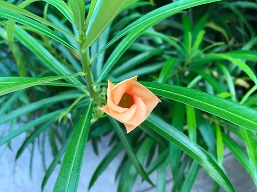 5 loại cây cảnh vừa đẹp vừa sang nhưng trồng trong phòng thì 