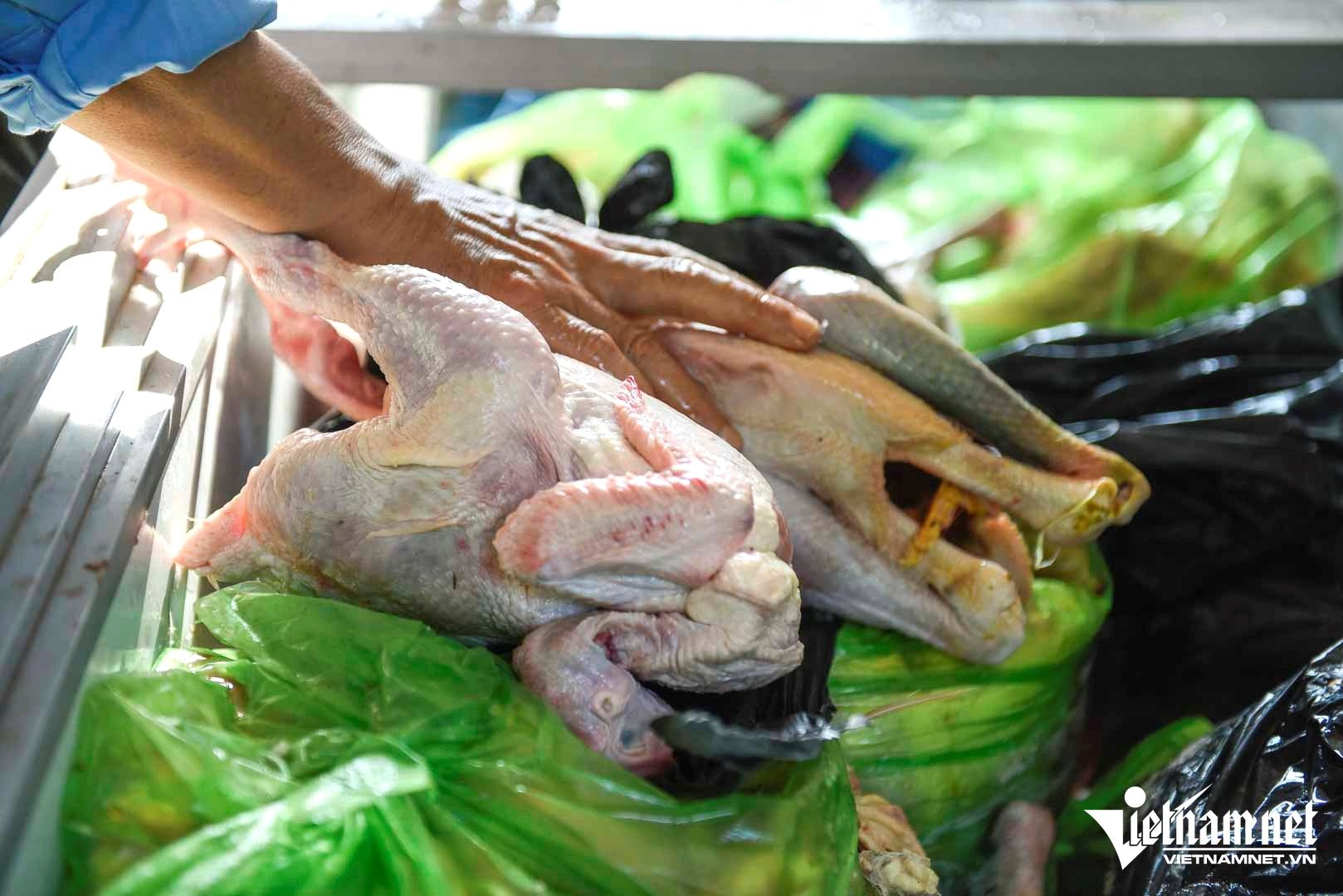 W-a3Đàn hổ nuôi ở Thanh Hóa .jpg