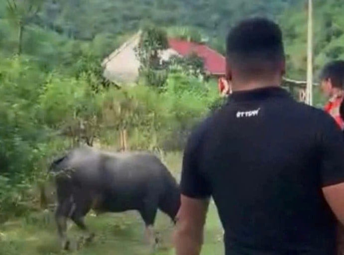 Đang đi chơi trên đường, bé gái 4 tuổi bị trâu húc tử vong- Ảnh 1.