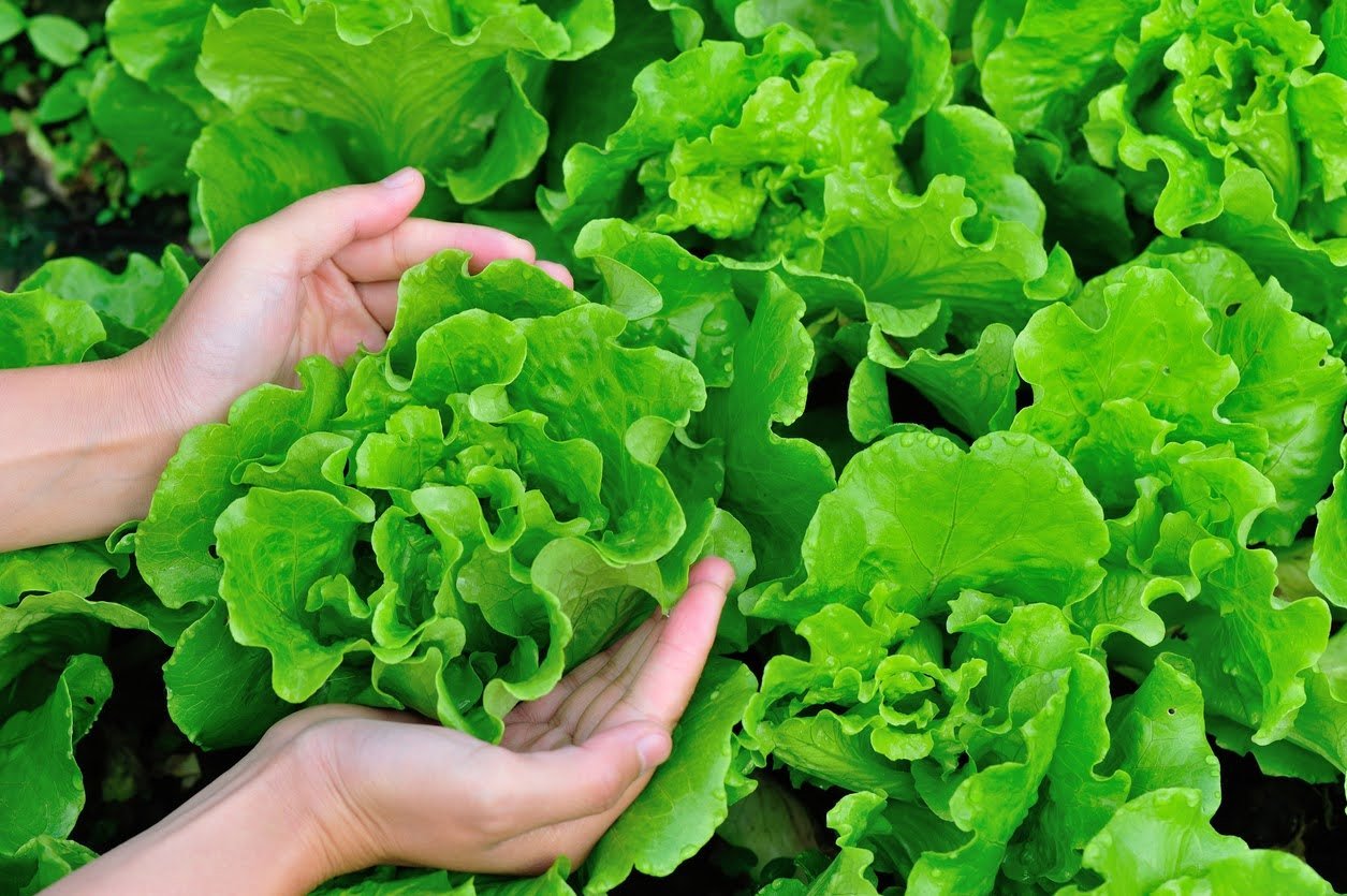 Không phải dưa chuột, tháng 9 nên ăn nhiều 7 loại
