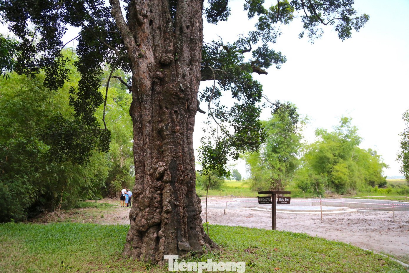 tp-cay-roi-mat-4.jpg
