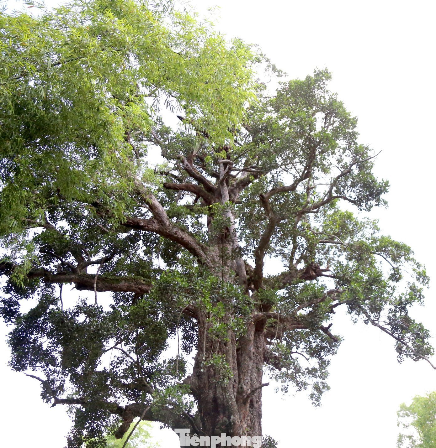 tp-cay-roi-mat-18.jpg