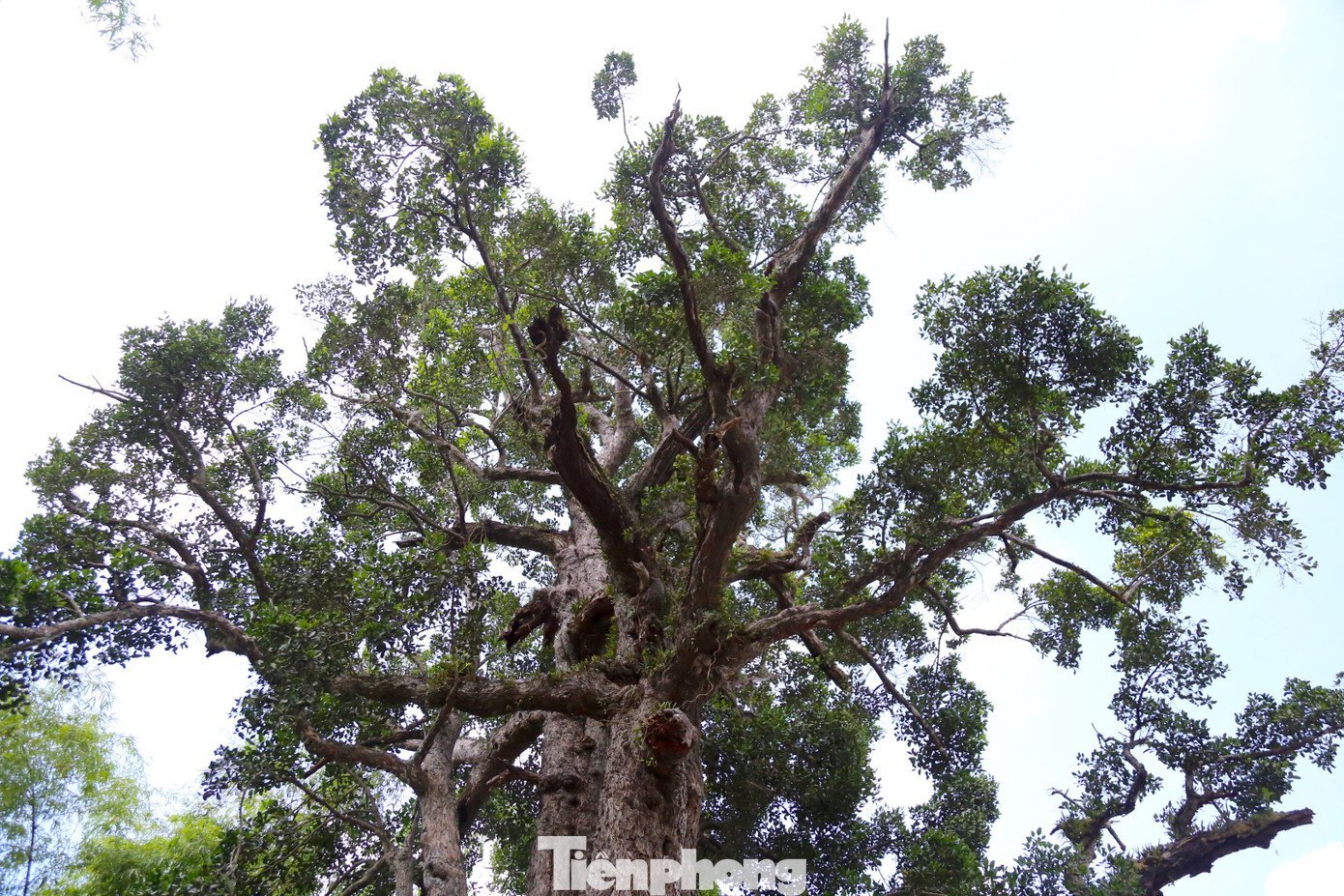 tp-cay-roi-mat-13.jpg