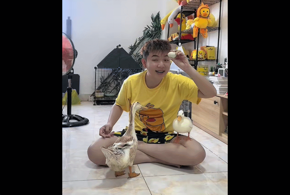 nuôi vịt làm thú cưng 01.gif