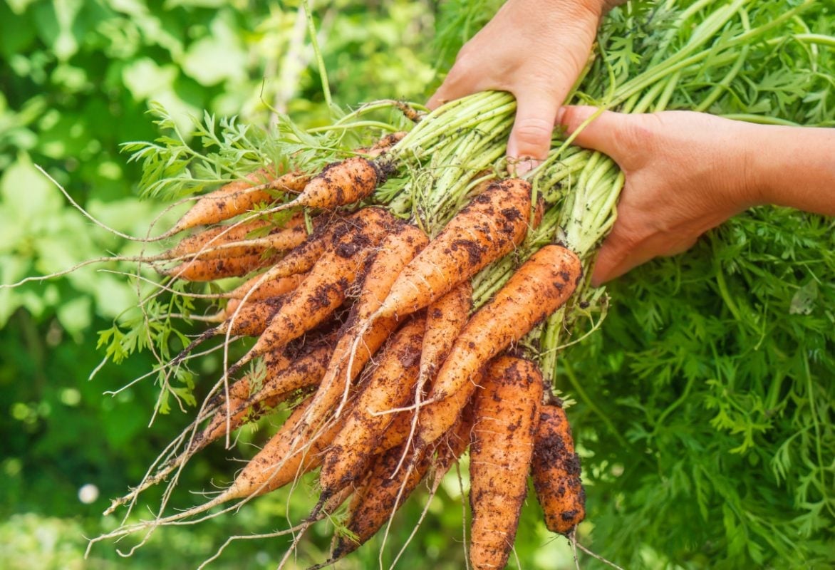 6 loại rau củ không cần dùng thuốc trừ sâu vẫn lớn, người bán hàng còn yên tâm để lại ăn, nhà bạn đã mua đúng chưa?- Ảnh 5.