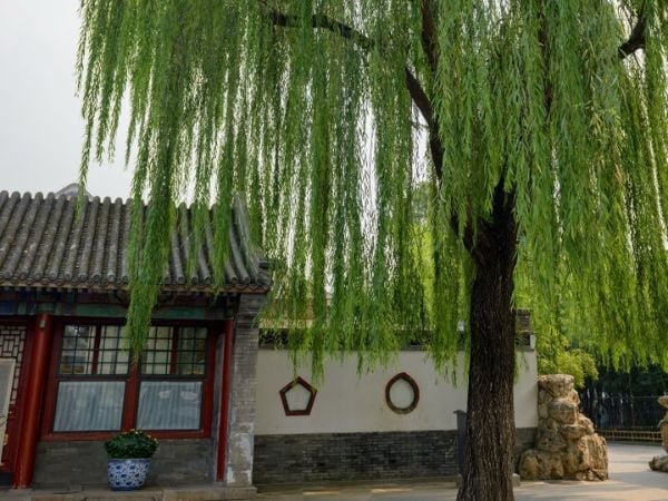 Phong thủy sân vườn mà bất cứ gia chủ nào cũng nên biết để nhiều tiền và khỏe mạnh - Ảnh 3.