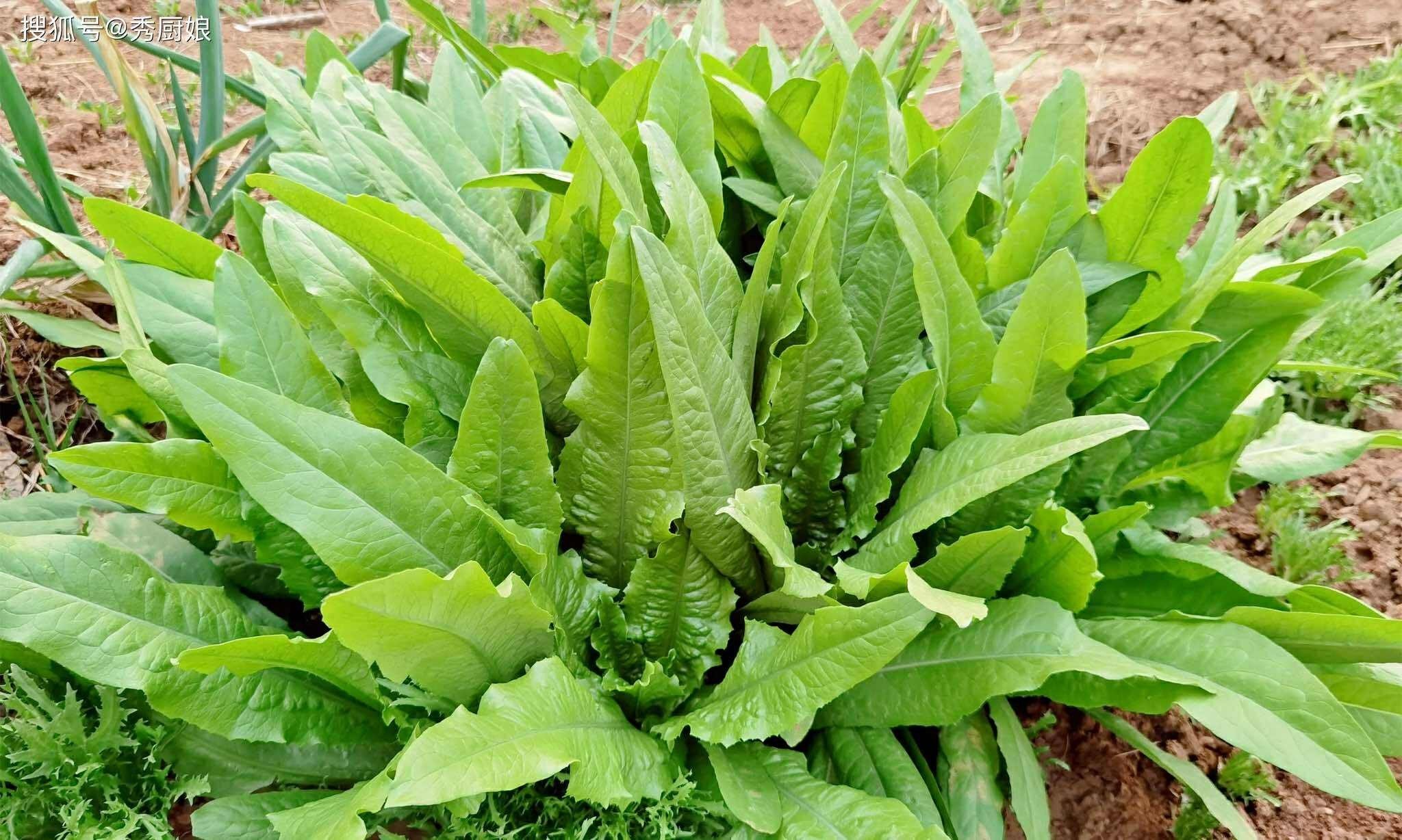 3 loại rau cực bổ phổi: Nấu và ăn luân phiên 1 lần/tuần khi trời lạnh giúp dưỡng ẩm và giải độc cho phổi - Ảnh 4.