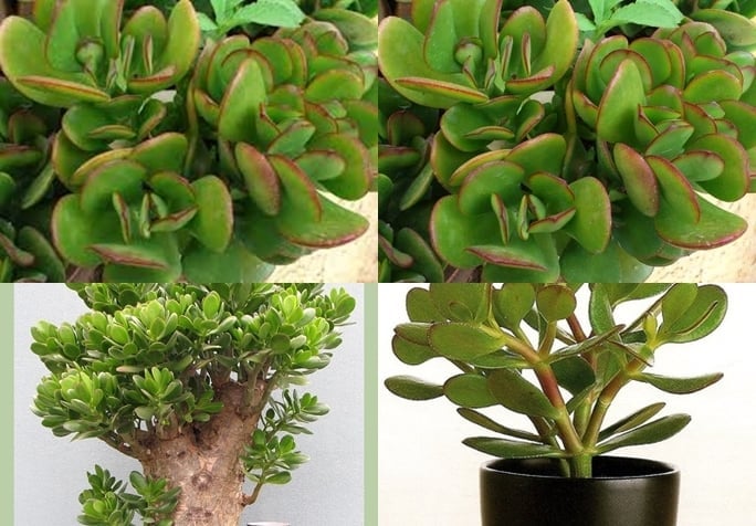 Vì sao nên để cây cảnh ở cầu thang? Top cây cảnh để cầu thang giúp căn nhà trở nên ấn tượng - Ảnh 3.