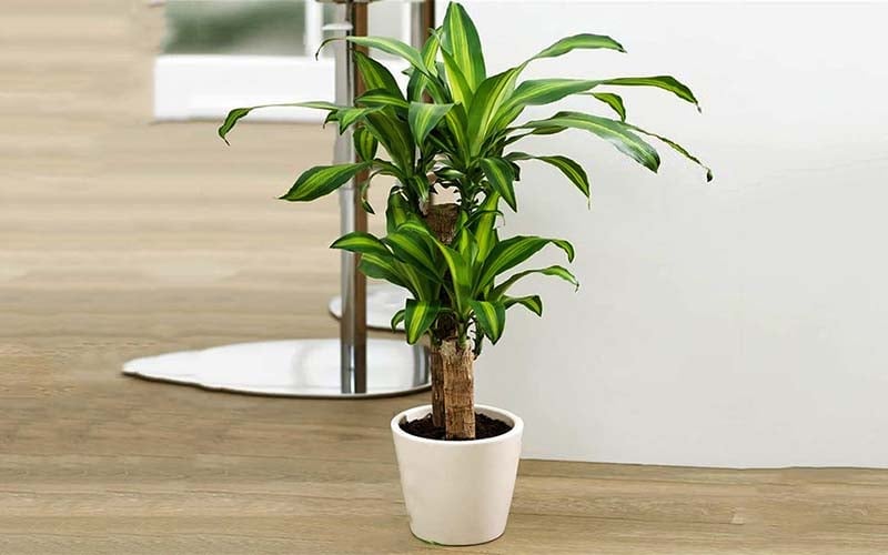 Vì sao nên để cây cảnh ở cầu thang? Top cây cảnh để cầu thang giúp căn nhà trở nên ấn tượng - Ảnh 4.