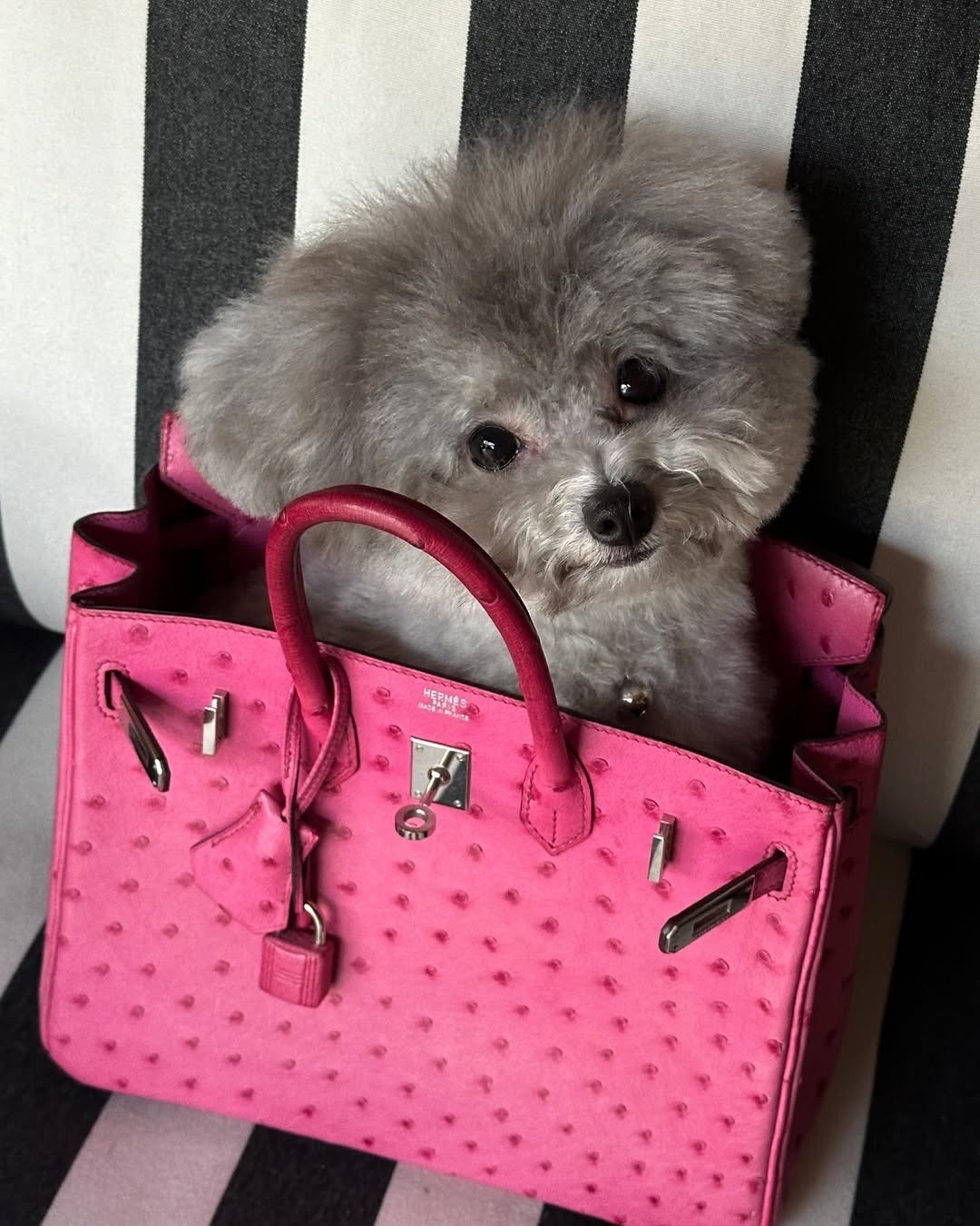 Chloe Liem, tieu thu chau A, rich kid Singapore, loi song xa hoa, con gai dai gia, TikToker Chloe Liem, lam con bo me, Hermes Birkin, Van Cleef & Arpels anh 11