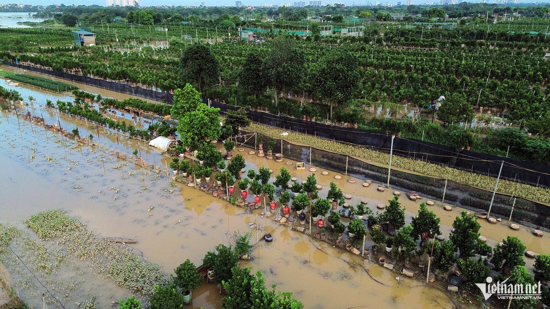 W-7 quất Tứ Liên_0528.jpg