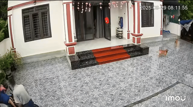04-1759543785-clip-vo-bi-nga-xe-chong-co-phan-ung-khien-dan-mang-tranh-cai.gif