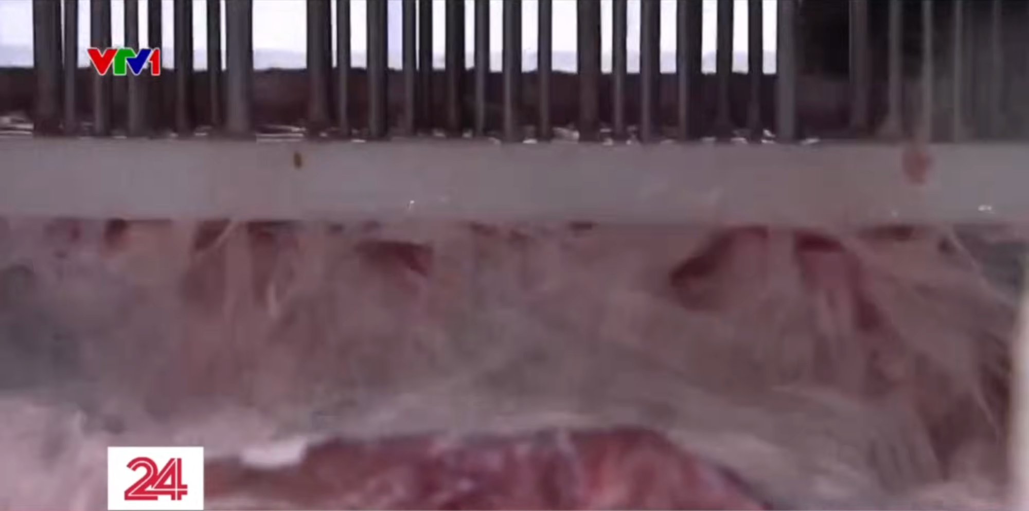 Cận cảnh quá trình bơm tinh chất “hô biến” thịt trâu đã giết mổ cả năm thành bò Wagyu thượng hạng- Ảnh 2.