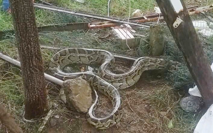 Trăn đất dài 3 m lạc vào khu dân cư ở TP Đà Nẵng- Ảnh 1.