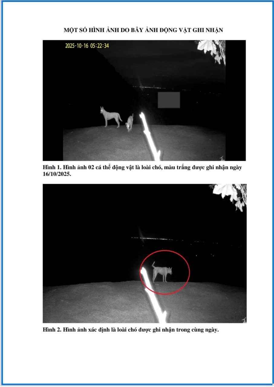 Đã xác định được 4 con vật trắng như tuyết xuất hiện trên đỉnh Ma Thiên Lãnh - Ảnh 1.