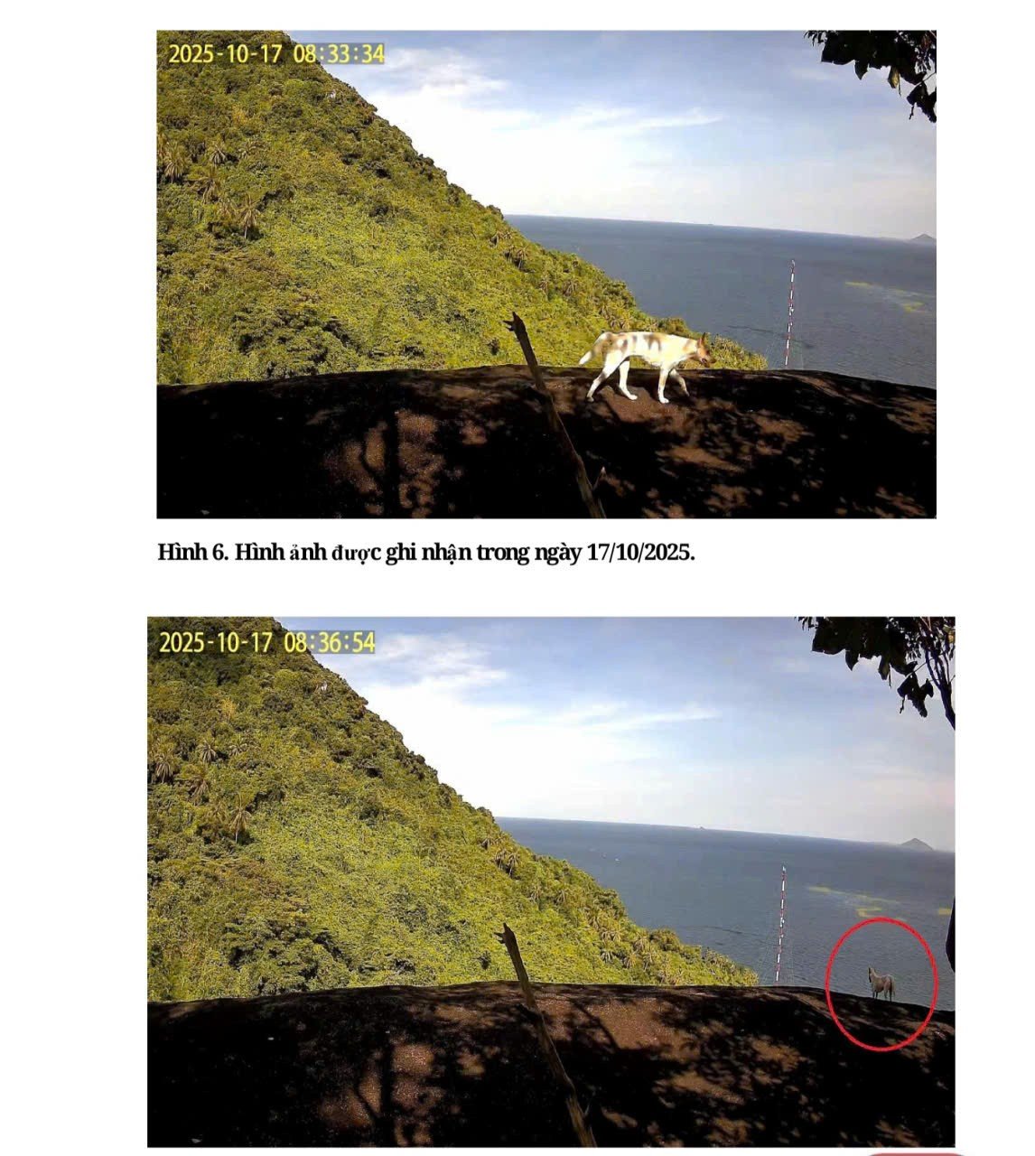 Đã xác định được 4 con vật trắng như tuyết xuất hiện trên đỉnh Ma Thiên Lãnh - Ảnh 3.