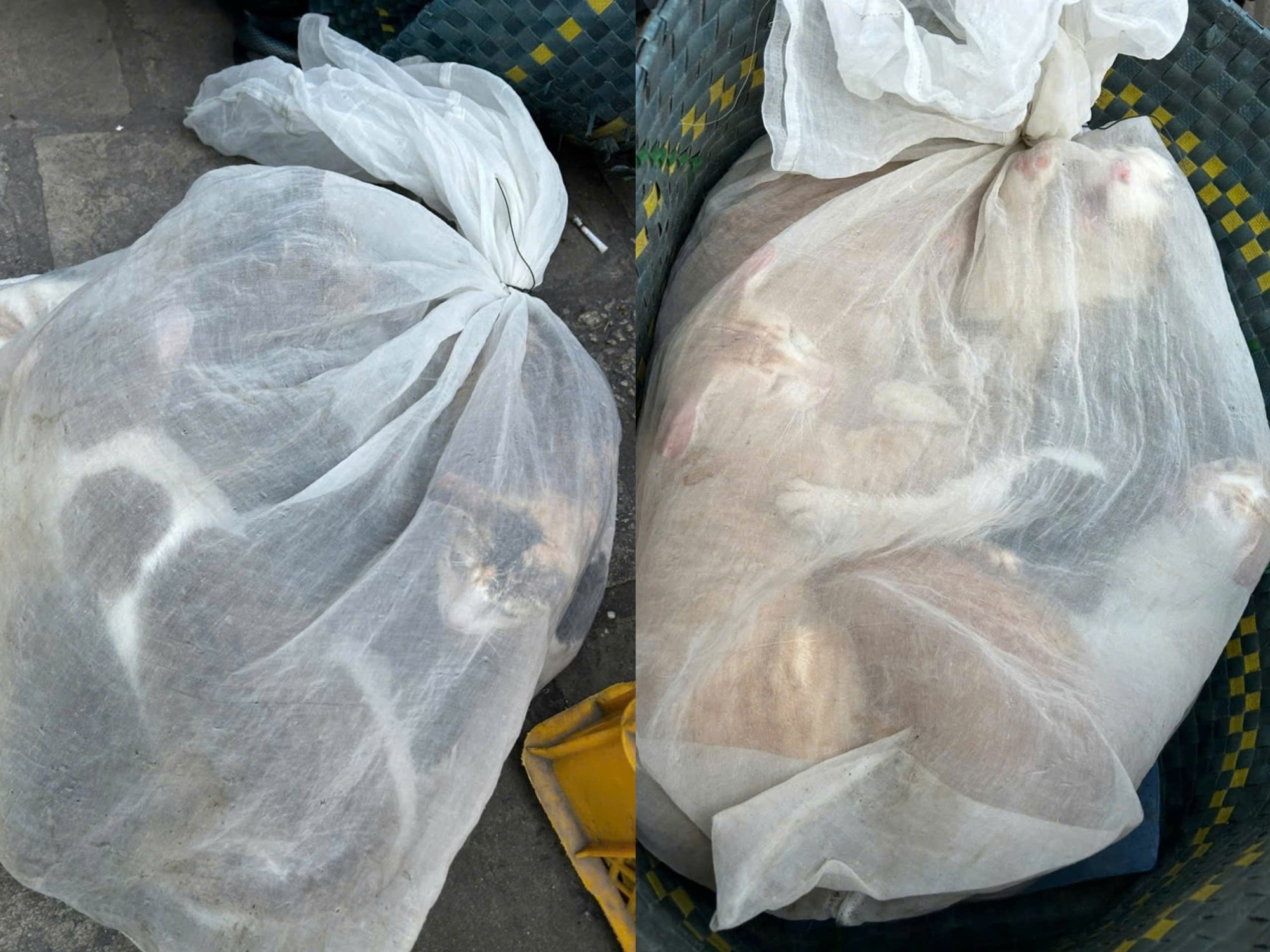 Hình ảnh sốc: 21 con mèo trong bao, lộ đường dây trộm cắp quy mô lớn ở TP.HCM- Ảnh 1.