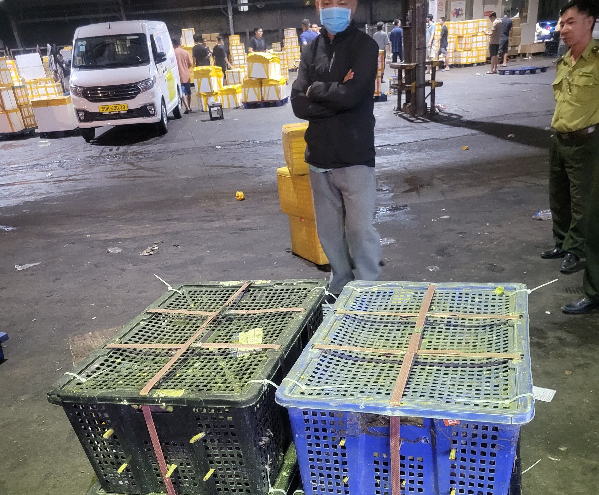 TP HCM: Phát hiện khoảng 500 con chim cu ngói không giấy tờ ở kho gần sân bay - Ảnh 2.