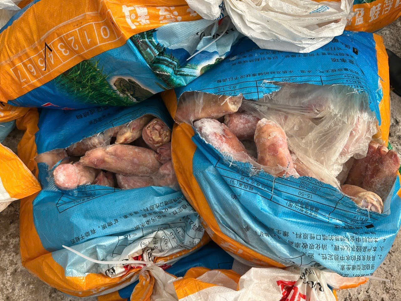 Quảng Ninh: Kinh hoàng xe tải chở 300kg chân lợn đang phân hủy, chuẩn bị tuồn ra thị trường- Ảnh 1.