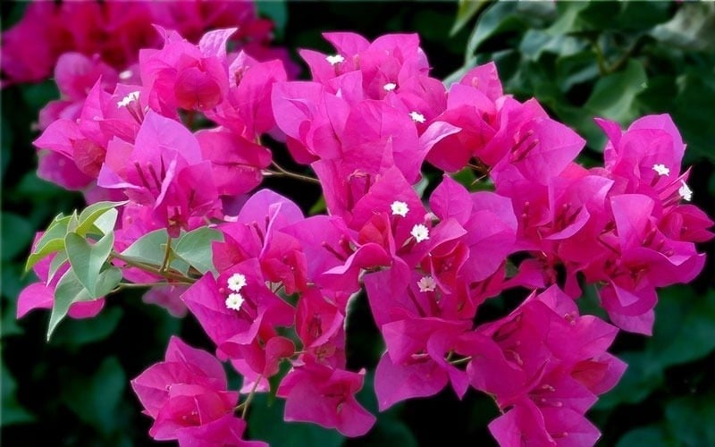 Hoa giấy: Hoa giấy nổi bật với vẻ đẹp rực rỡ và mang nhiều ý nghĩa phong thủy về tài vận, may mắn. Cây tượng trưng cho sự thịnh vượng, thành công trong công việc và cuộc sống, đặc biệt hợp với gia chủ muốn thu hút vận khí tốt.