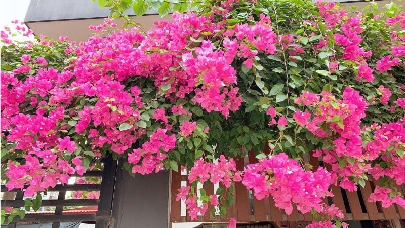 Cây dễ trồng, giá rẻ, chỉ cần nơi có nắng và đất tơi xốp. Hoa giấy thường được trồng ở cổng, ban công hoặc sân nhà — vừa làm đẹp không gian, vừa mang đến sinh khí và năng lượng tích cực cho gia chủ.