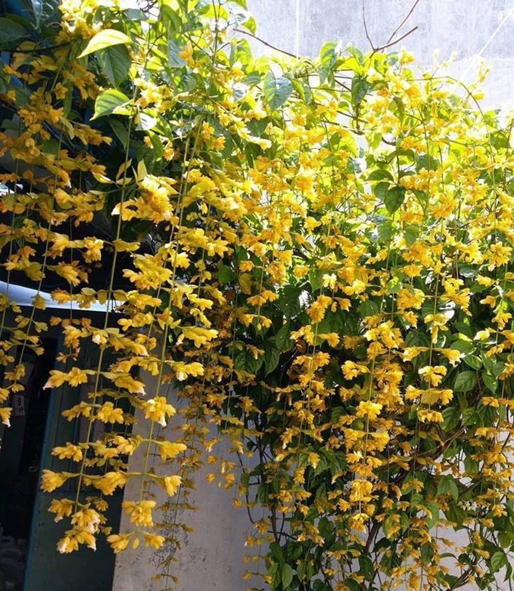 Cây hoàng dương: Cây hoàng dương được mệnh danh là “quý ông giữa các loài cây” nhờ dáng vẻ sang trọng và mùi hương dễ chịu. Dù sinh trưởng chậm, nhưng lại mang giá trị thẩm mỹ và phong thủy cao.